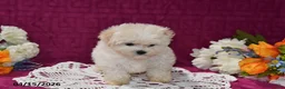 Maltipoo dogs for sale: Ellie - Ad 3