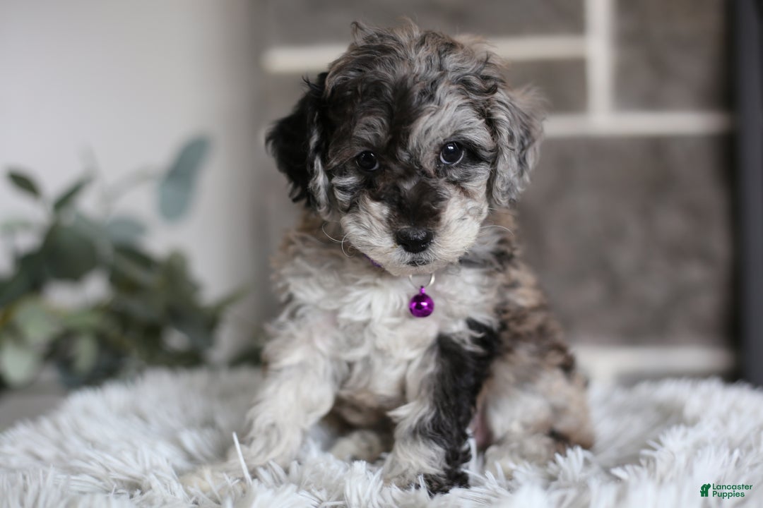 Miniature Poodle dogs for sale: Evie - Ad 5