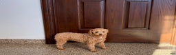 Maltipoo dogs for sale: Sherry - Ad 8