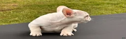 French Bulldog dogs for sale: Papa Smurf - Ad 3