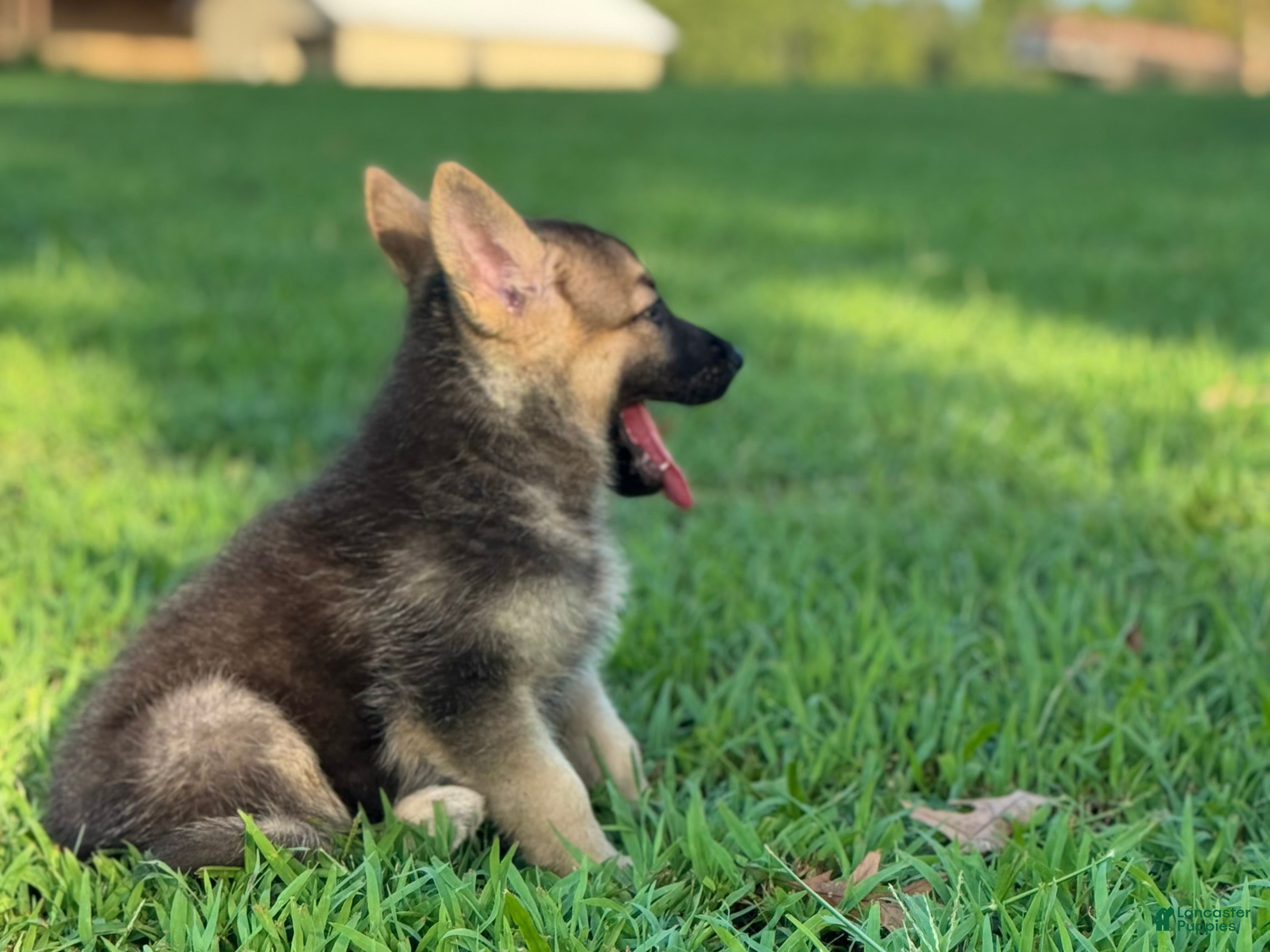 German Shepherd dogs Boss - Ad 2
