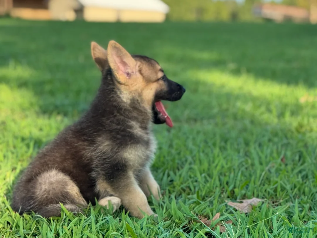 German Shepherd dogs for sale: Boss - Ad 2