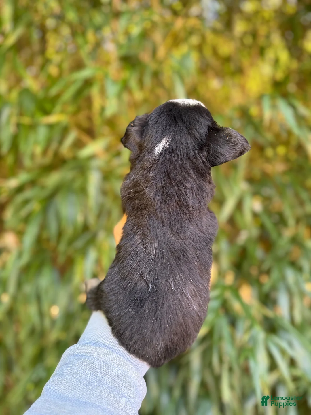 Miniature Australian Shepherd dogs for sale: Miniature Australian Shepherd 1 - Ad 2
