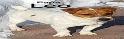 Jack Russell Terrier dogs for sale: Freddy  - Ad 8