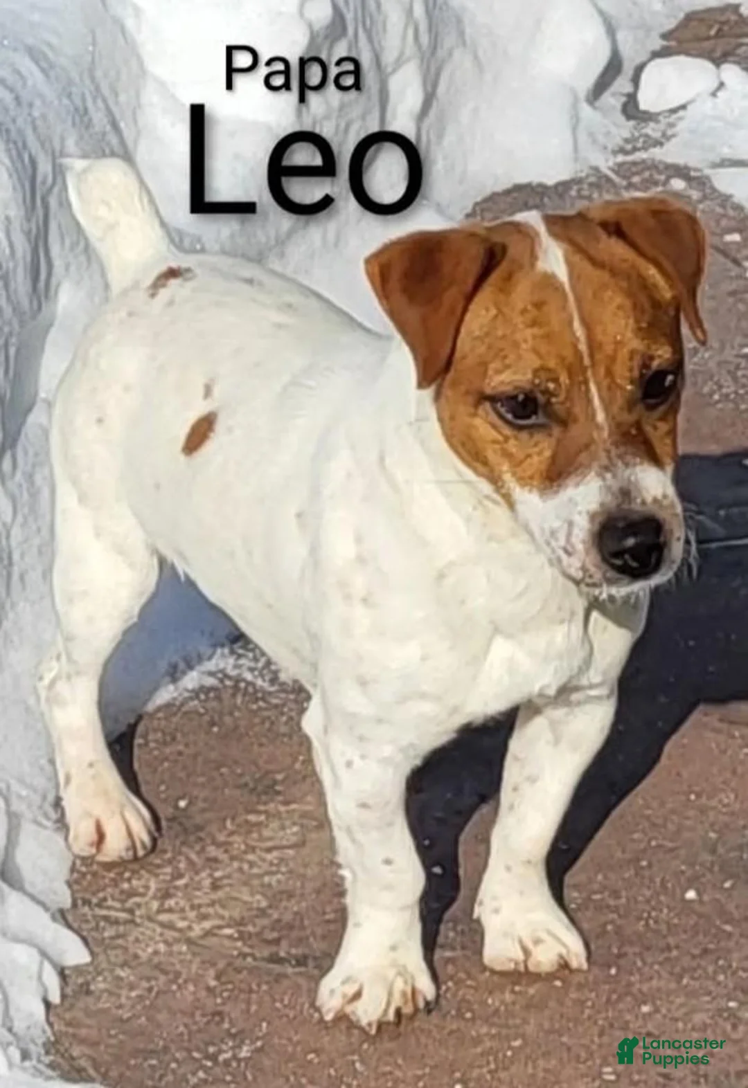 Jack Russell Terrier dogs for sale: Max - Ad 7