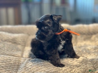 Miniature Schnauzer dogs Promise - Ad 2