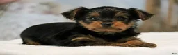 Yorkshire Terrier dogs for sale: Tucker - Ad 4
