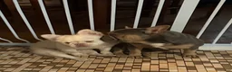 French Bulldog dogs for sale: Dolce  - Ad 17