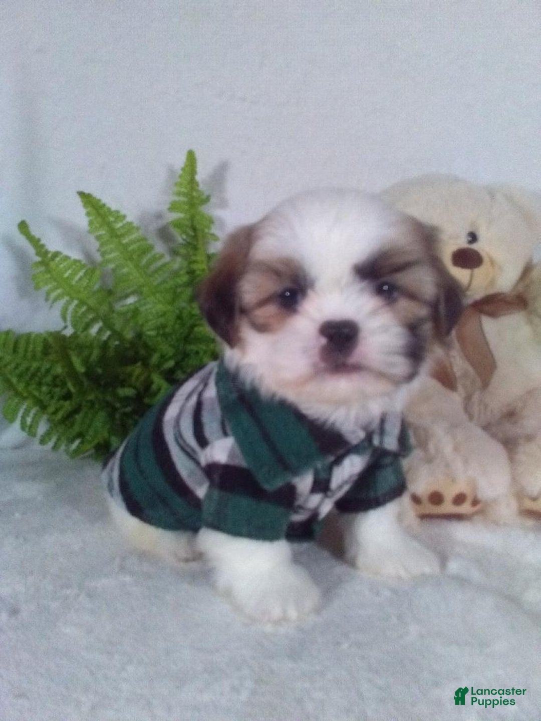 Shih Tzu dogs for sale: Cash - Ad 4