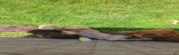 Miniature Dachshund dogs for sale: Miniature Dachshund 1 - Ad 4
