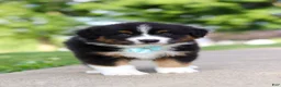 Miniature Australian Shepherd dogs for sale: Rustler - Ad 8