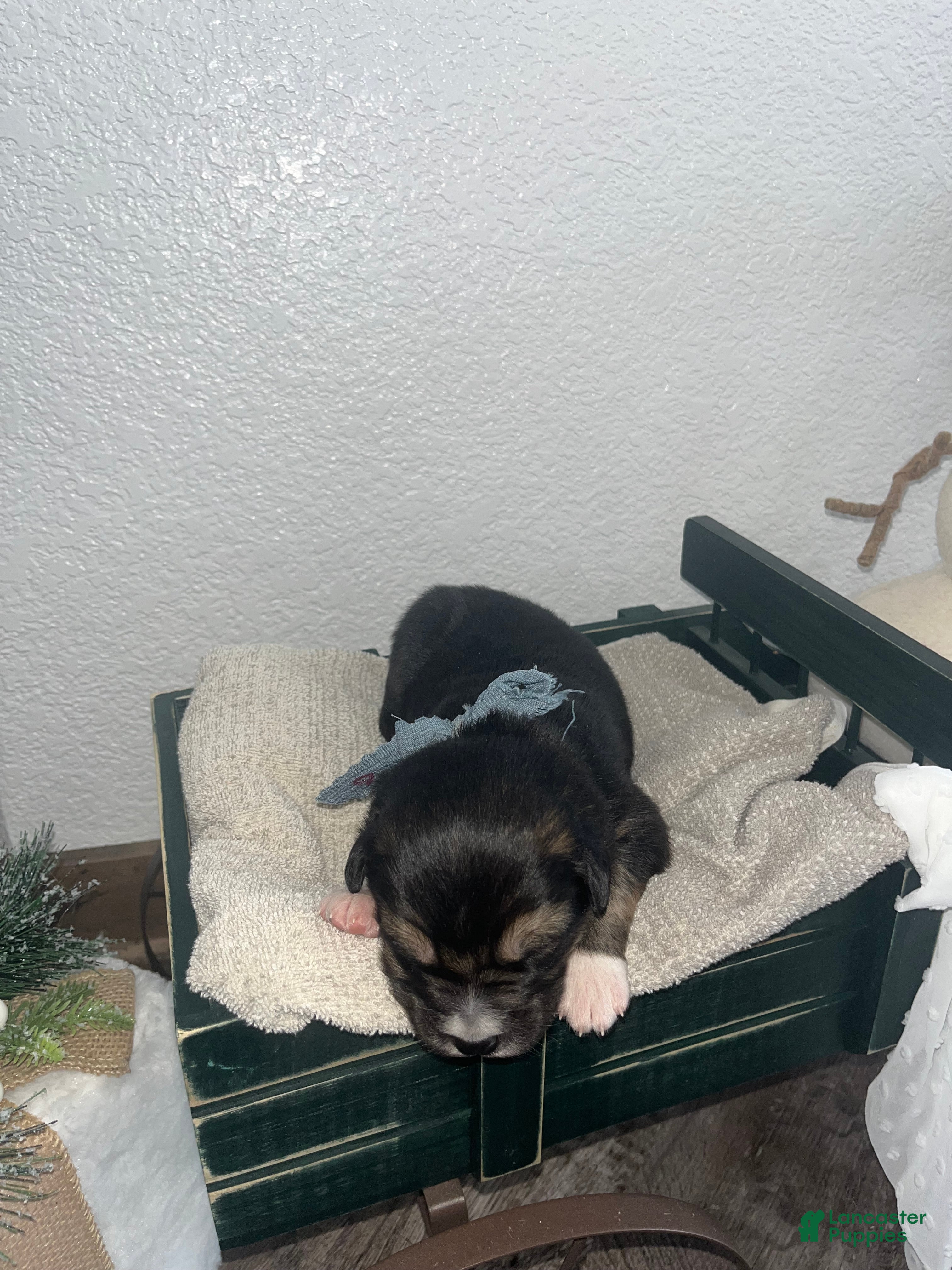 Mixed Breed dogs Gus🩵 - Ad 17