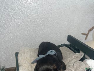 Mixed Breed dogs Gus🩵 - Ad 17