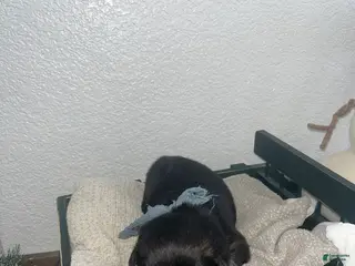 Mixed Breed dogs Gus🩵 - Ad 37