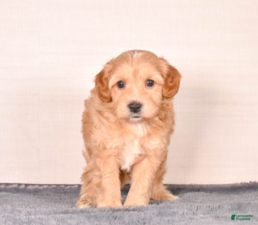 Cavapoo dogs for sale: Steve - Ad 2