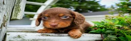 Dachshund dogs for sale: Frankfurter - Ad 1