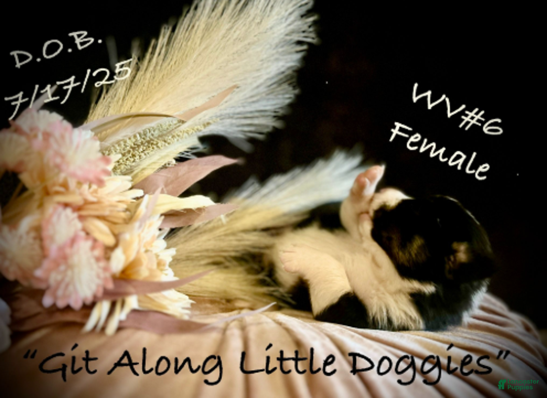 Welsh Corgi Pembroke dogs for sale: WV#6 - Ad 5