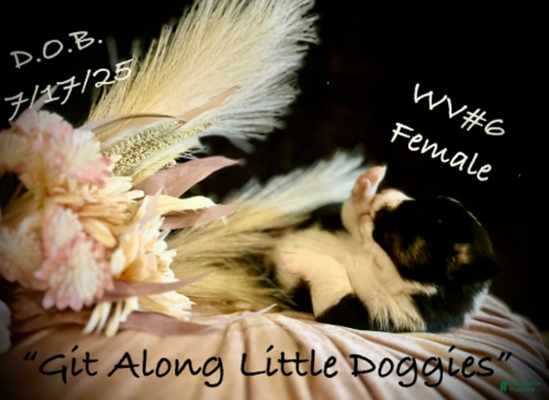 Welsh Corgi Pembroke dogs for sale: WV#6 - Ad 5