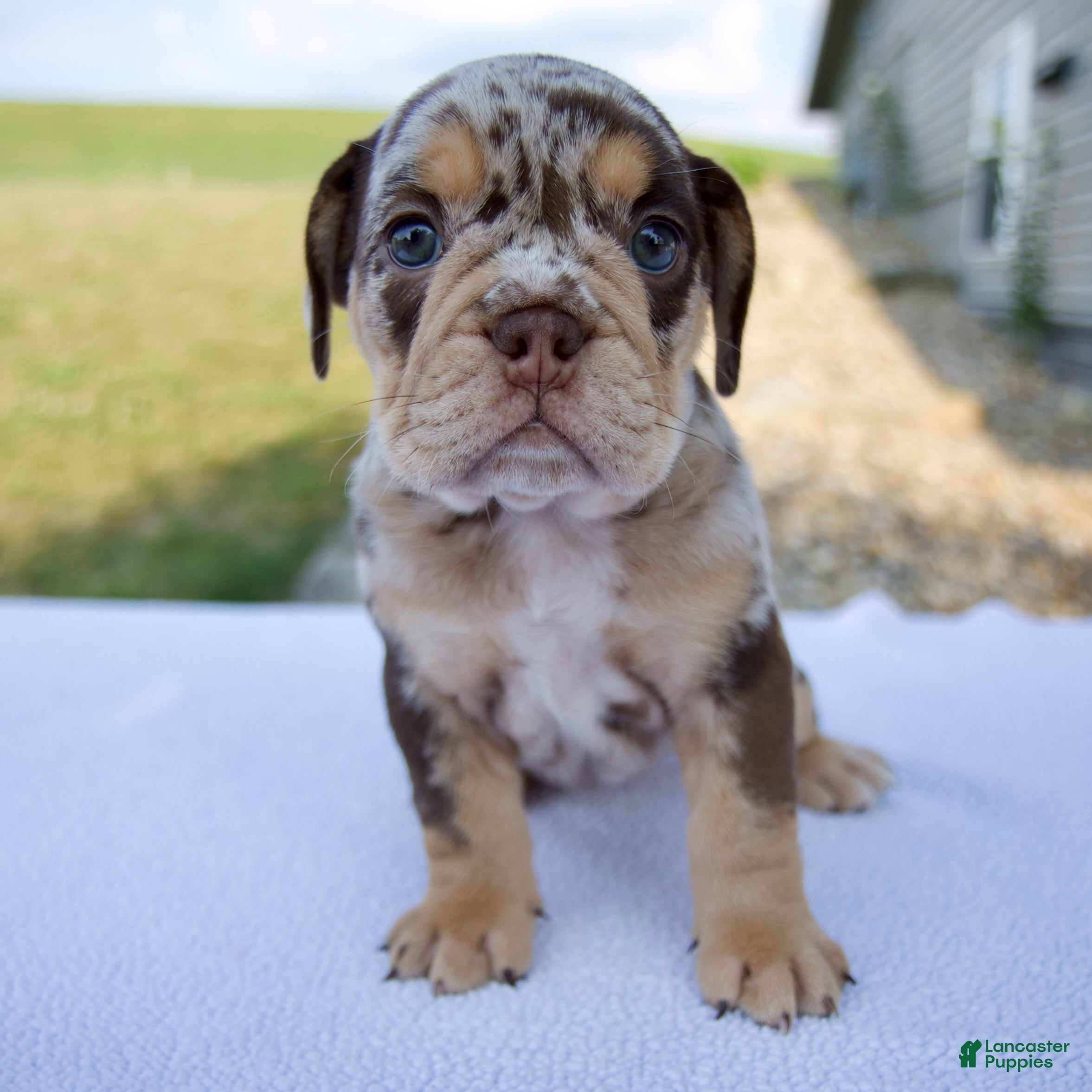 Beabull dogs Gracie - Ad 1