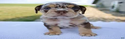 Beabull dogs for sale: Gracie - Ad 1