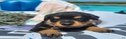 Rottweiler dogs for sale: Eva - Ad 1