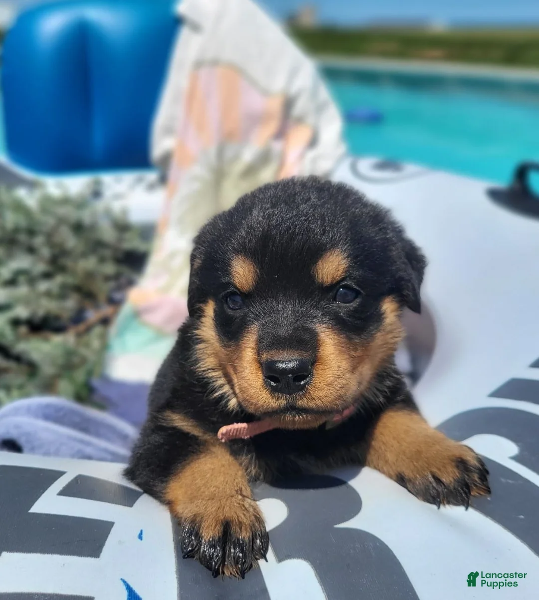 Rottweiler dogs for sale: Eva - Ad 1