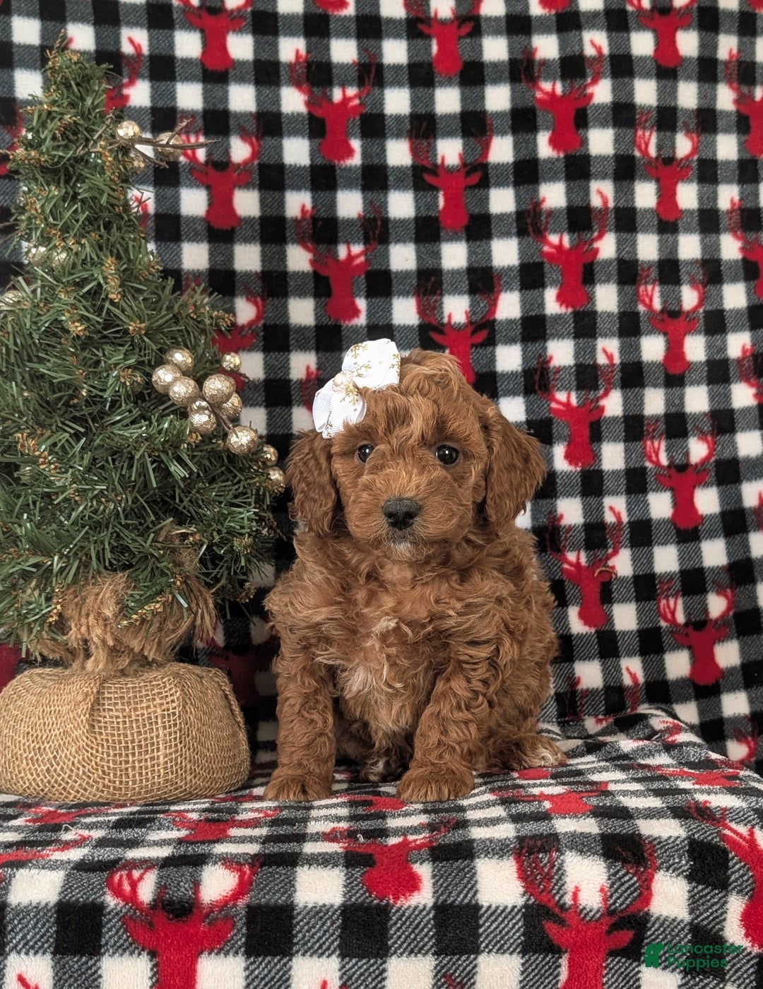 Mixed Breed dogs for sale: Charlene Hypoallergenic - Ad 2