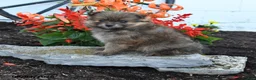 Pomeranian dogs for sale: Pixie - Ad 1