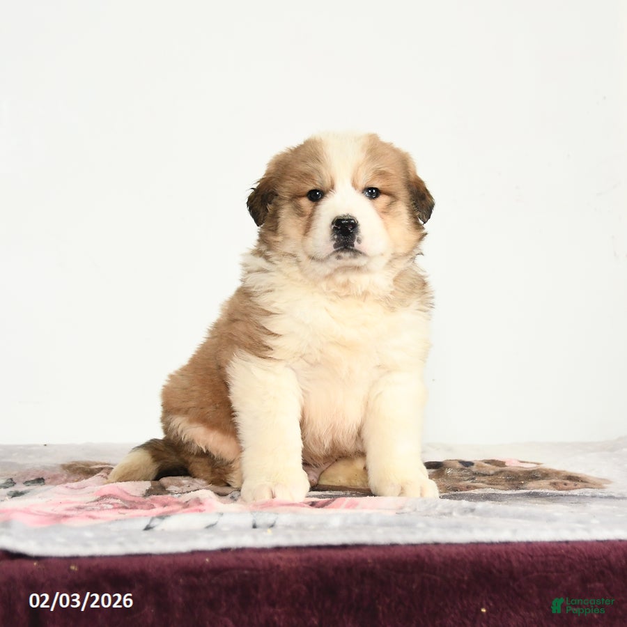 Mixed Breed dogs Popper - Ad 17