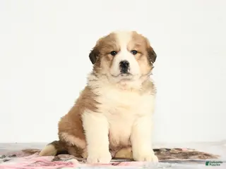 Mixed Breed dogs Popper - Ad 17