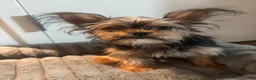 Shorkie dogs for sale: Lil girl - Ad 4