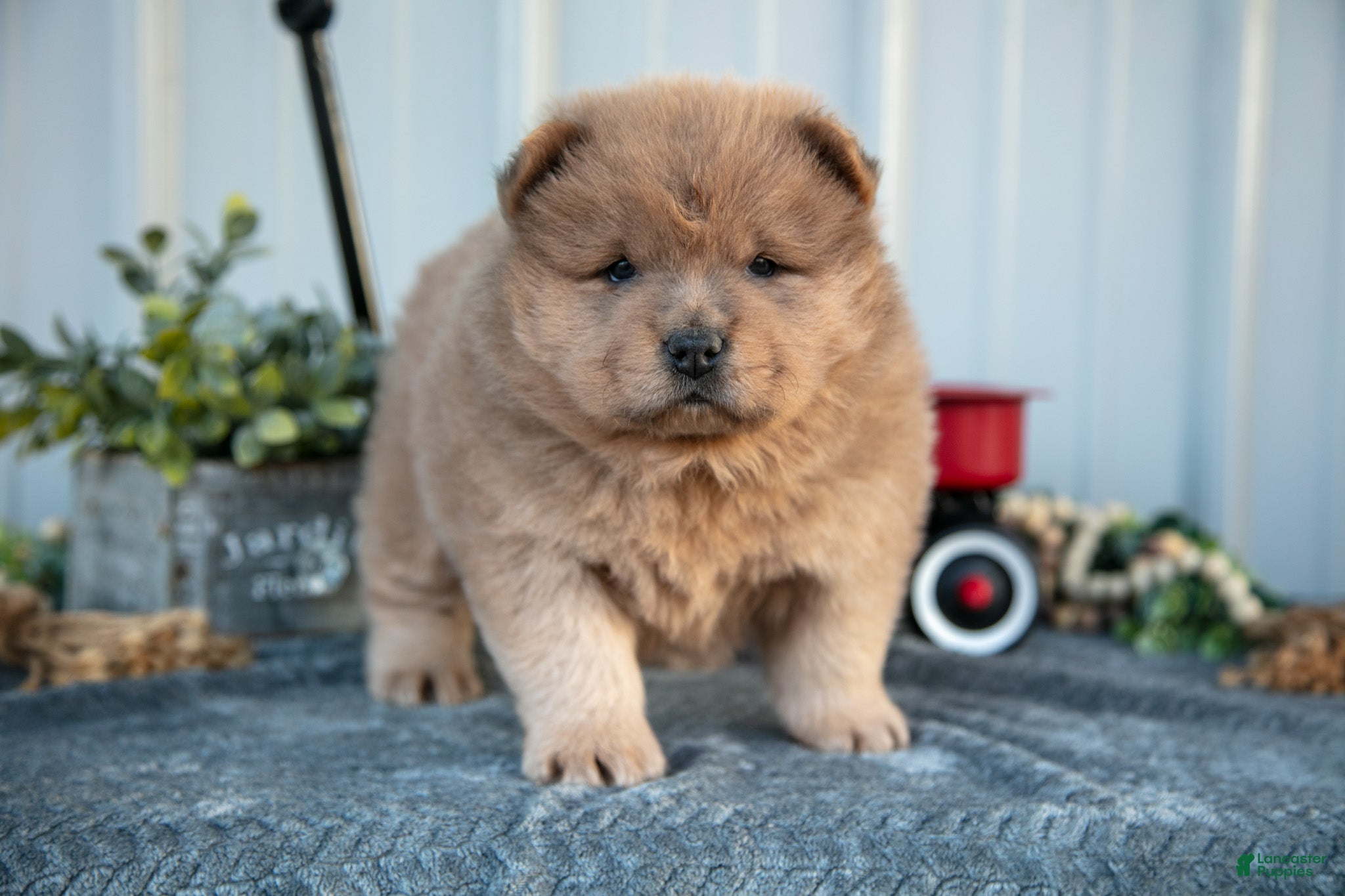 Chow Chow dogs Christian  - Ad 2