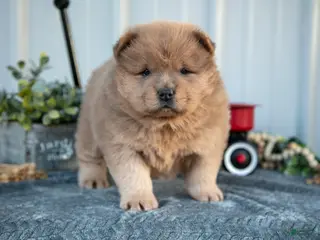 Chow Chow dogs Christian - Ad 1