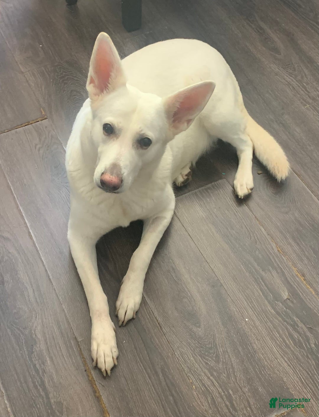 Gallery Image {{count}}