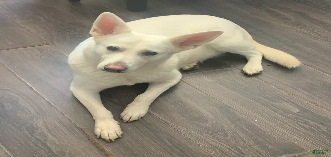 Gallery Image {{count}}