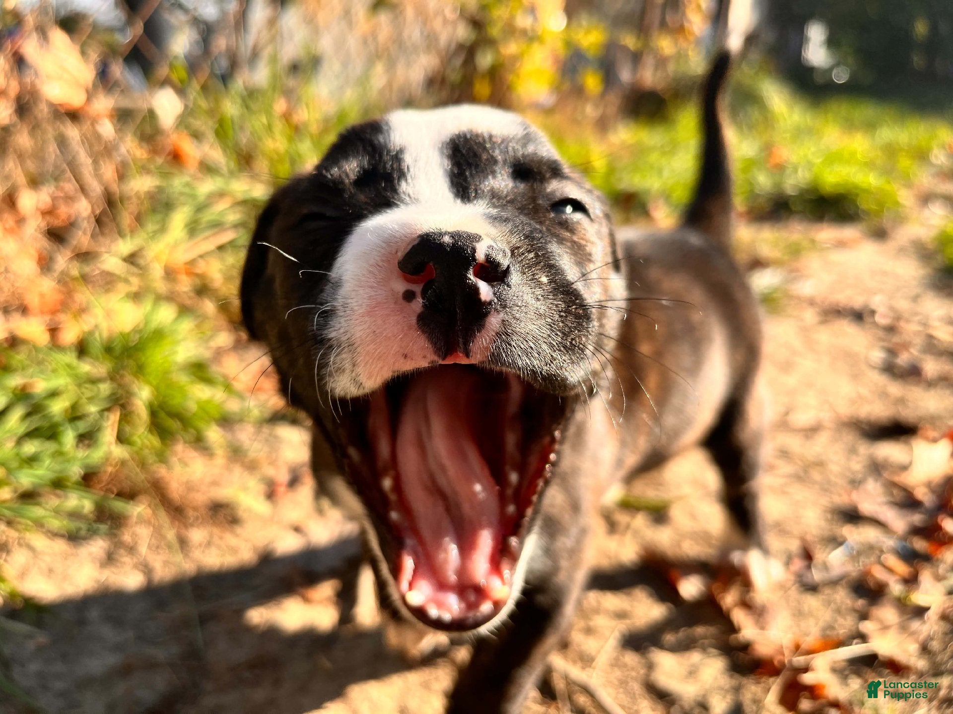 Mixed Breed dogs for sale: Boy 3 - Ad 1