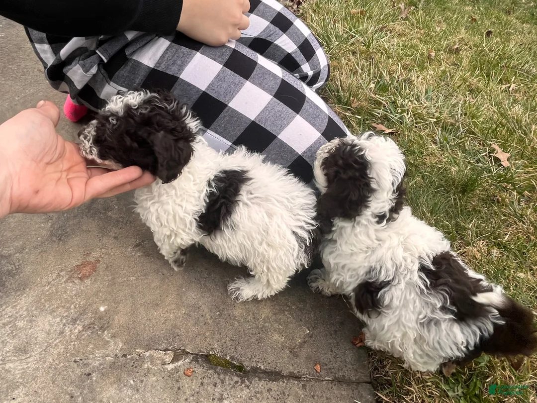 Miniature Poodle dogs for sale: Little shock  - Ad 2