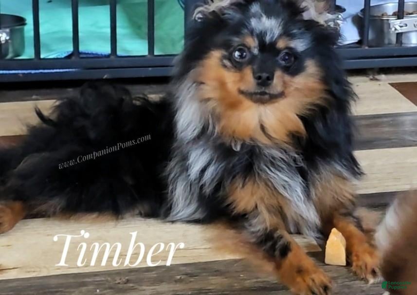 Pomeranian dogs Deep Copper Points Black Merle - CH lines - Timber - Ad 1