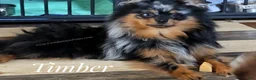 Pomeranian dogs for sale: You can't find a better friend! - Timber - Ad 1