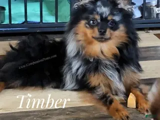 Pomeranian dogs You can't find a better friend! - Timber - Ad 1