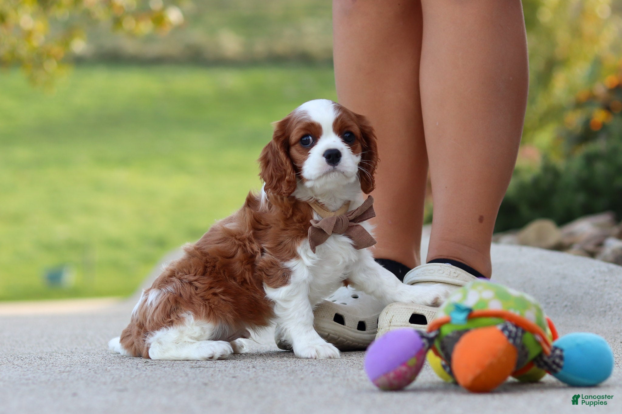 Cavalier King Charles Spaniel dogs Acorn - Ad 2