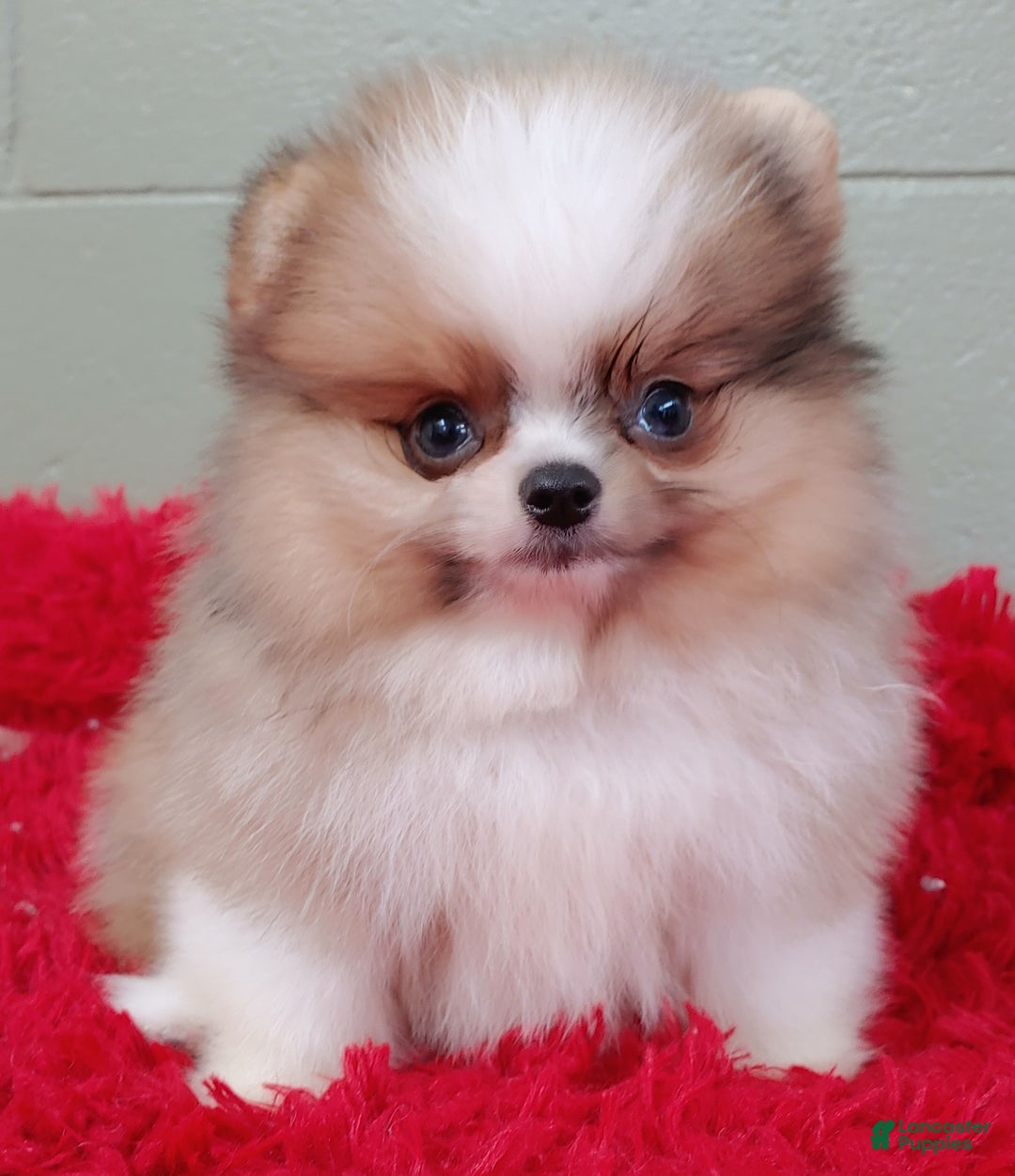 Gallery Image {{count}}