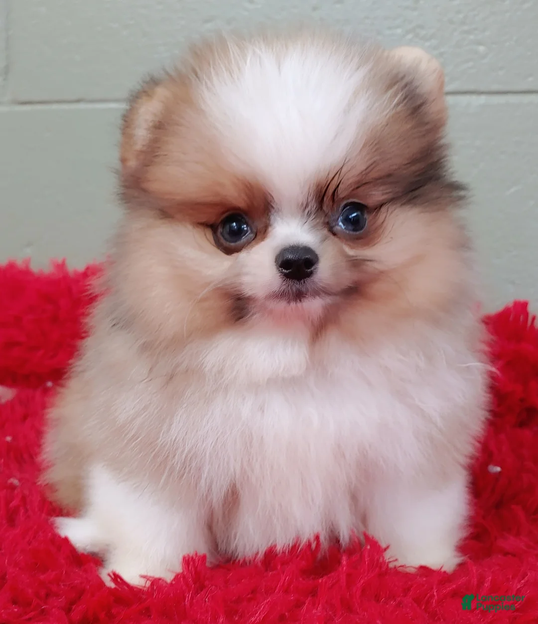 Gallery Image {{count}}