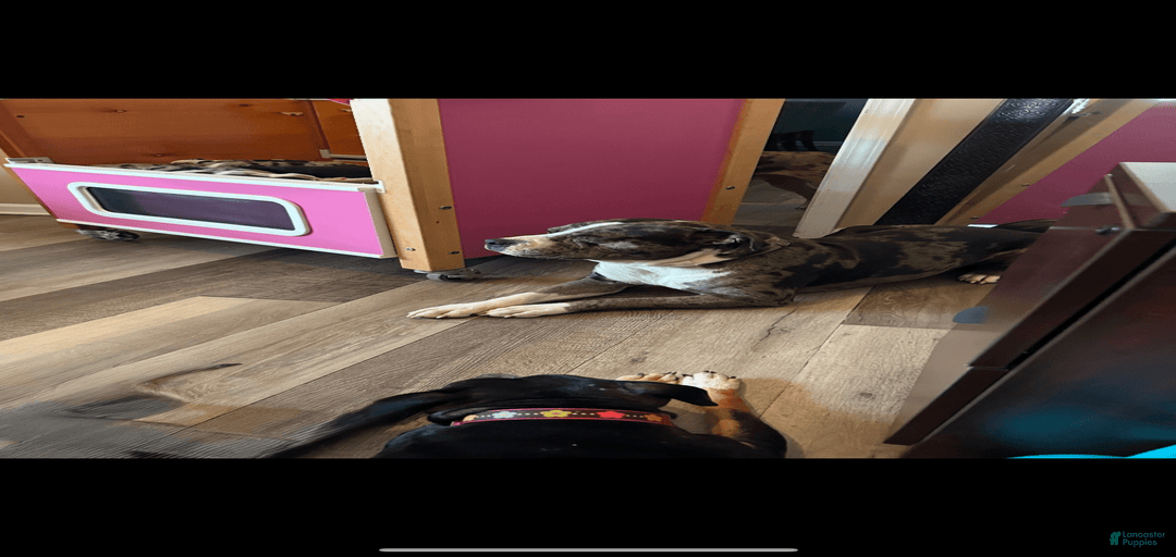 Gallery Image {{count}}