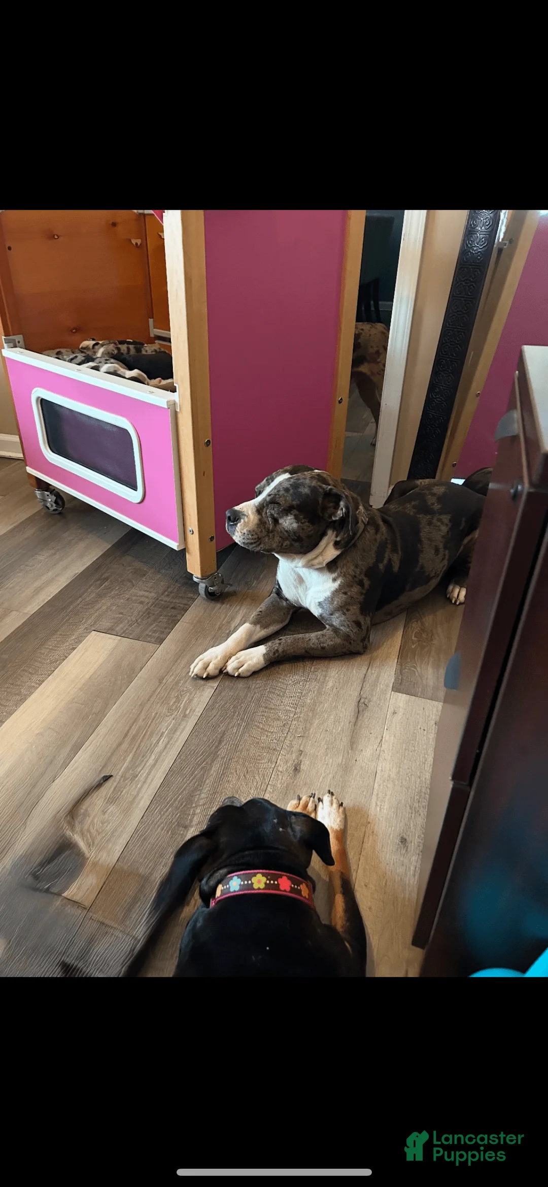 Gallery Image {{count}}