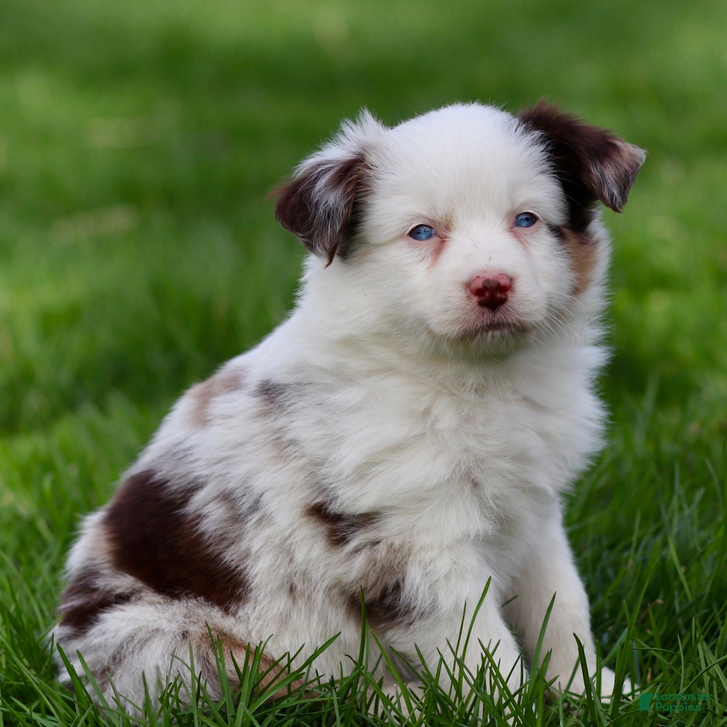 Miniature Australian Shepherd dogs Jane - Ad 1