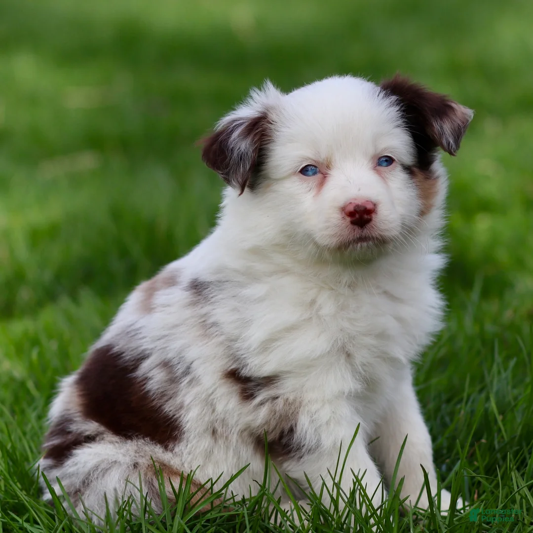 Miniature Australian Shepherd dogs for sale: Jane - Ad 1