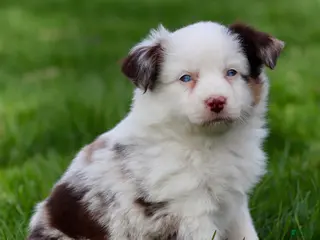 Miniature Australian Shepherd dogs for sale: Jane - Ad 1