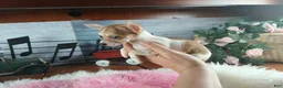 Chihuahua dogs for sale: Micro teacup white fawn girl. Hand Delivery  - Ad 8
