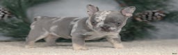 French Bulldog dogs for sale: Cindy - Ad 5